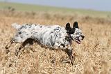 SETTER ANGLAIS 137